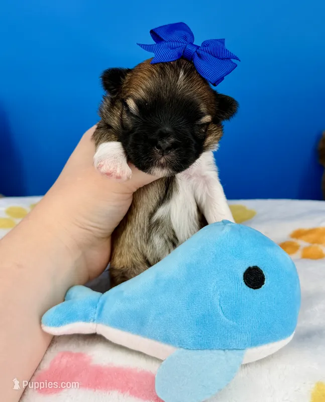 Waffles – Mal Shi puppy for sale in Fort Worth, TX