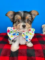 PeeWee, a male Yorkshire Terrier for sale in Fort Worth, TX – 4 of 5