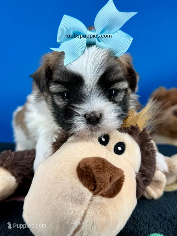 Checkers  – Mal Shi puppy for sale in Fort Worth, TX