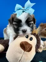 Checkers , a male Mal Shi for sale in Fort Worth, TX – 1 of 5