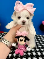 Sissy, a female Maltese for sale in Fort Worth, TX – 4 of 4