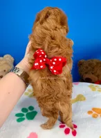 Strawberry, a female Maltipoo for sale in Fort Worth, TX – 5 of 6