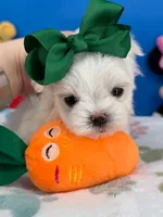 Angel, a male Maltese for sale in Fort Worth, TX – 2 of 6