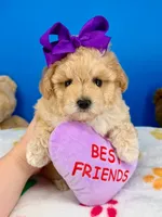Butterfly , a female Maltipoo for sale in Fort Worth, TX – 3 of 6