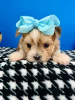 Hershey, a male Morkie for sale in Fort Worth, TX – 4 of 6