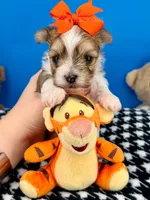 Tigger, a male Morkie for sale in Fort Worth, TX – 2 of 4