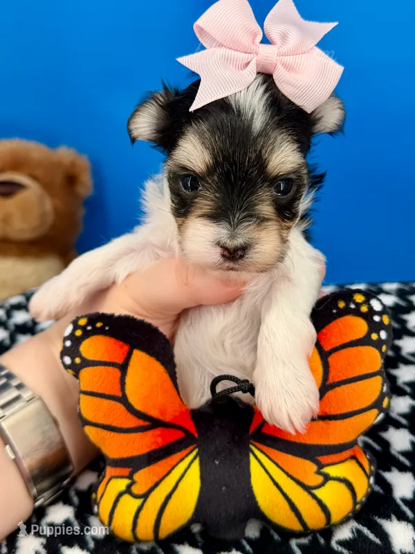 Penelope – Morkie puppy for sale in Fort Worth, TX