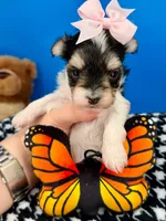 Penelope, a female Morkie for sale in Fort Worth, TX – 1 of 2