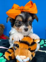 PeeWee, a male Biewer for sale in Fort Worth, TX – Photo 5 of 8