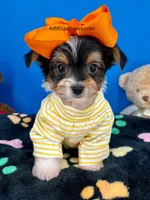 PeeWee, a male Biewer for sale in Fort Worth, TX – Photo 8 of 8