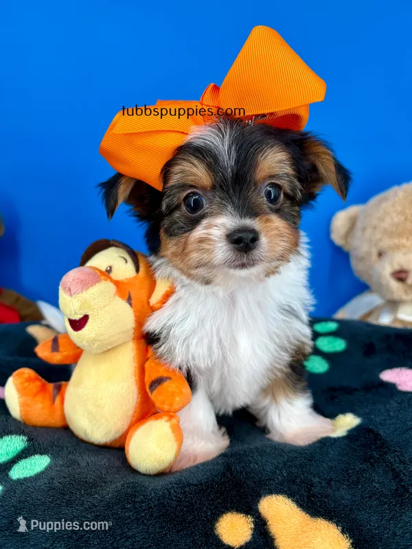 PeeWee – Biewer puppy for sale in Fort Worth, TX