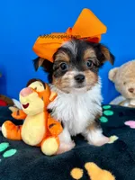 PeeWee, a male Biewer for sale in Fort Worth, TX – Photo 1 of 8