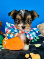 PeeWee, a male Biewer for sale in Fort Worth, TX – Photo 3 of 8