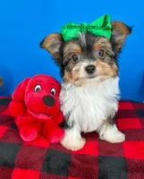 PeeWee, a male Biewer for sale in Fort Worth, TX – 4 of 6