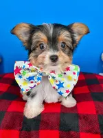 PeeWee, a male Biewer for sale in Fort Worth, TX – 5 of 6