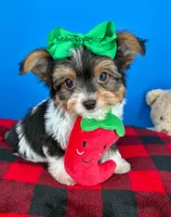 PeeWee, a male Biewer for sale in Fort Worth, TX – 2 of 6
