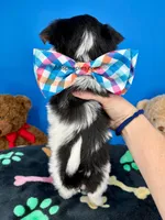 PeeWee, a male Biewer for sale in Fort Worth, TX – Photo 2 of 8