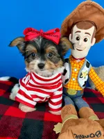 PeeWee, a male Biewer for sale in Fort Worth, TX – 3 of 6