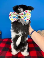 PeeWee, a male Biewer for sale in Fort Worth, TX – 6 of 6