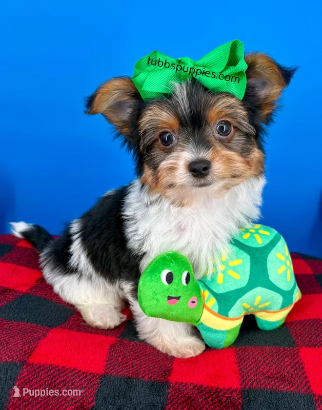 PeeWee – Biewer puppy for sale in Fort Worth, TX