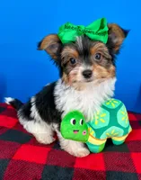 PeeWee, a male Biewer for sale in Fort Worth, TX – 1 of 6