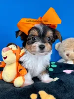 PeeWee, a male Biewer for sale in Fort Worth, TX – Photo 6 of 8