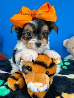 PeeWee, a male Biewer for sale in Fort Worth, TX – Photo 7 of 8