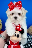 Cinderella, a female Maltese for sale in Fort Worth, TX – 7 of 9