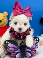 Princess, a female Maltese for sale in Fort Worth, TX – 2 of 7