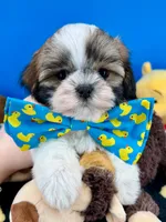 Benji, a male Mal Shi for sale in Fort Worth, TX – 3 of 7
