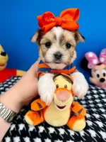Hershey, a male Morkie for sale in Fort Worth, TX – 3 of 6