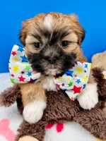Pickles, a male Mal Shi for sale in Fort Worth, TX – 5 of 6