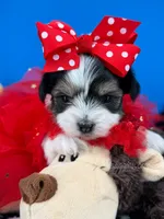 Ella May, a female Biewer for sale in Fort Worth, TX – 3 of 4