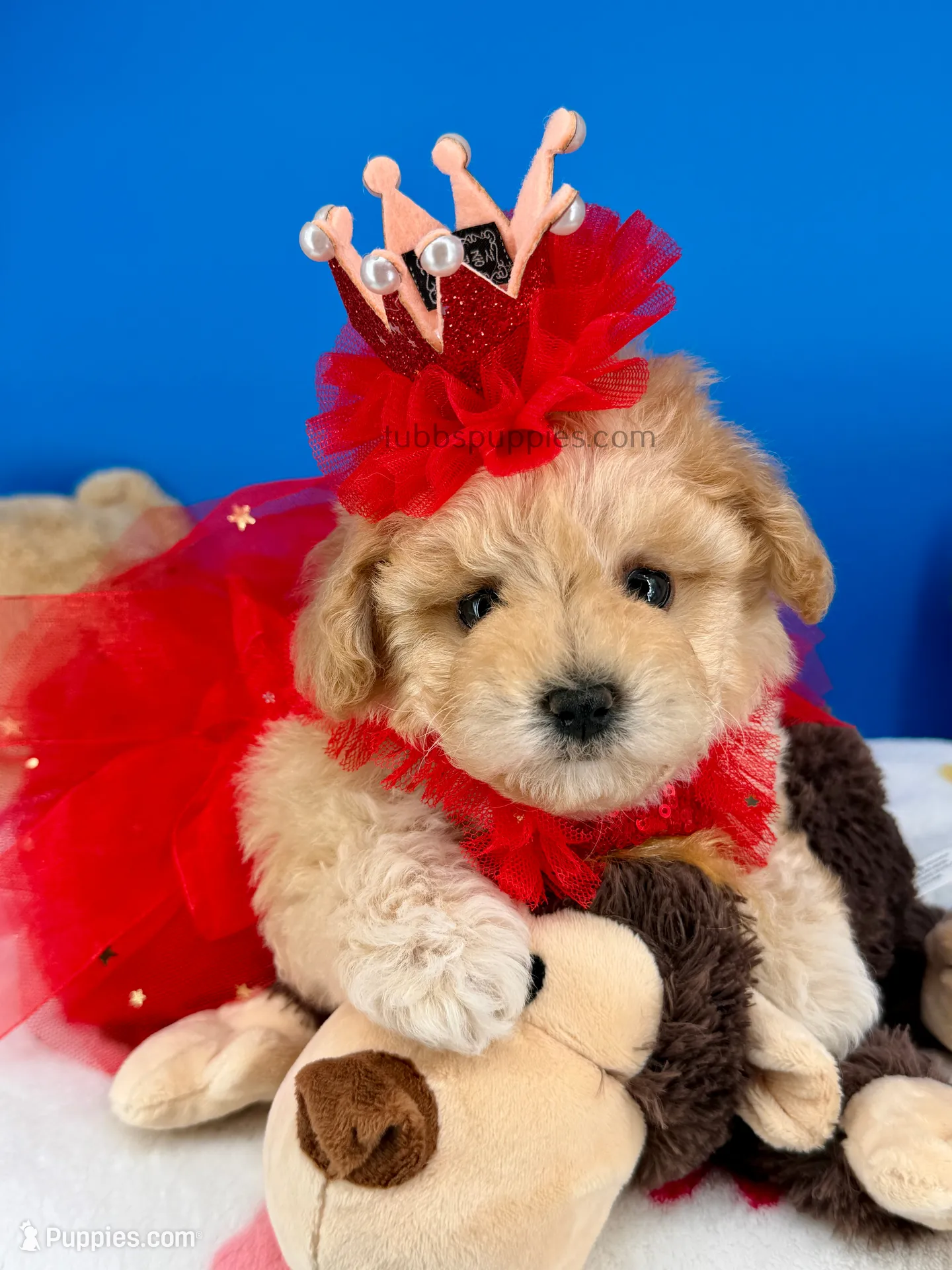 maripooh　0823 Butterfly – Maltipoo Puppy for Sale in Fort Worth, TX | Puppies.com