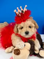 Butterfly , a female Maltipoo for sale in Fort Worth, TX – 1 of 6