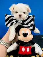 Marshmallow, a female Maltese for sale in Fort Worth, TX – 3 of 6