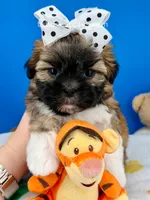 Waffles, a male Mal Shi for sale in Fort Worth, TX – 4 of 5