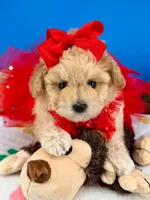 Butterfly , a female Maltipoo for sale in Fort Worth, TX – 6 of 6