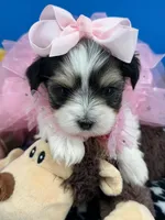 Daisy May, a female Biewer for sale in Fort Worth, TX – 2 of 3