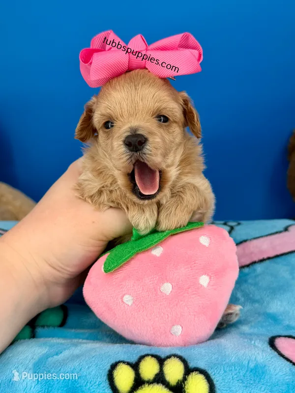 Barbie  – Maltipoo puppy for sale in Fort Worth, TX