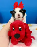 Tater Tot, a male Mal Shi for sale in Fort Worth, TX – 2 of 5