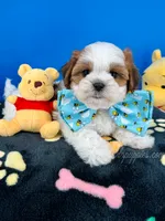 Bingo, a male Mal Shi for sale in Fort Worth, TX – 5 of 9