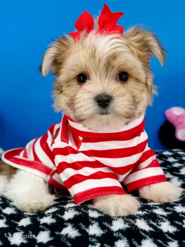 Hershey – Morkie puppy for sale in Fort Worth, TX