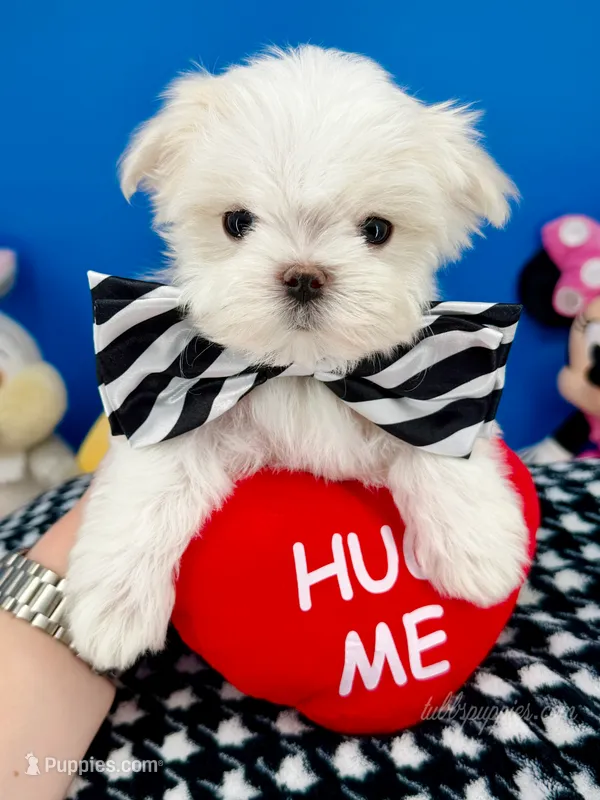 Angel – Maltese puppy for sale in Fort Worth, TX