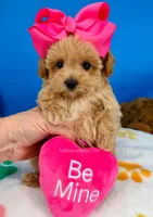 Peaches, a female Maltipoo for sale in Fort Worth, TX – 2 of 6