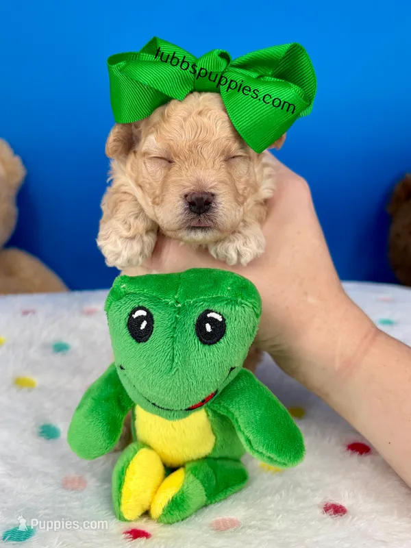 Carrot Top  – Maltipoo puppy for sale in Fort Worth, TX