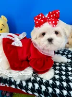 Cinderella, a female Maltese for sale in Fort Worth, TX – 9 of 9