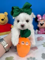 Angel, a male Maltese for sale in Fort Worth, TX – 3 of 6