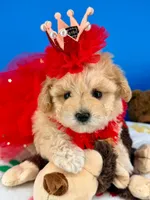 Butterfly , a female Maltipoo for sale in Fort Worth, TX – 4 of 6