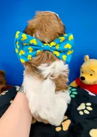 Benji, a male Mal Shi for sale in Fort Worth, TX – 7 of 7